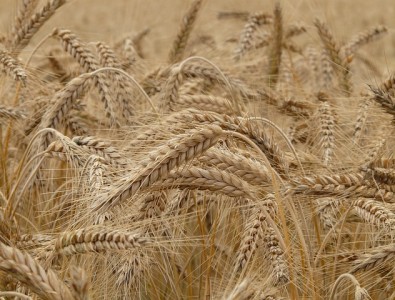wheat-8762_640